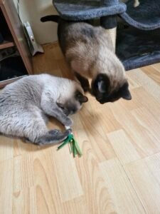 Katzenspielzeug Vital-Lauch mit Matatabi