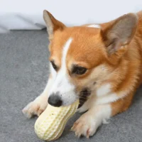 Quietsch-Erdnuss "Knabberli"