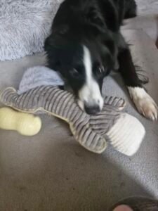 Die Schmuse-Beißer Kollektion