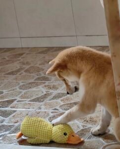 Happy Kumpel Kollektion