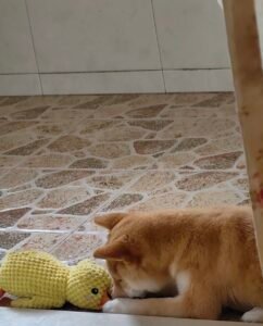 Happy Kumpel Kollektion